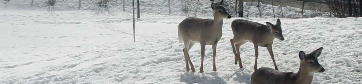Creemore Community Christmas Dinner (2026)